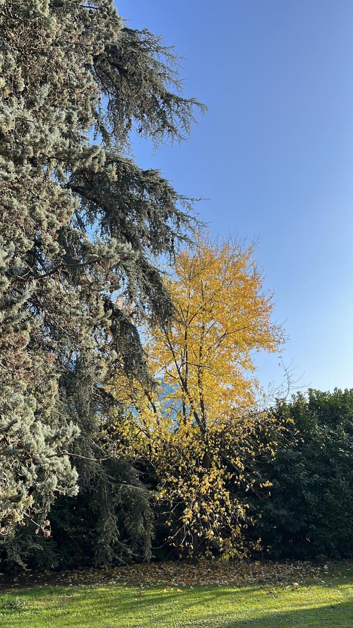 Acero Giallo Парма Екстериор снимка